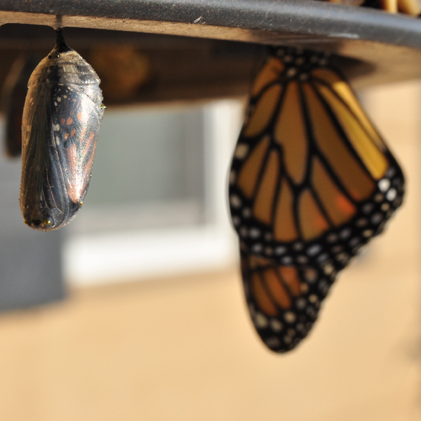 Institut Bauchgefühl - verstecken oder leben -Copyright: unsplash.com Suzanne D. Williams Institut Bauchgefühl - verstecken oder leben -Copyright: unsplash.com Suzanne D. Williams